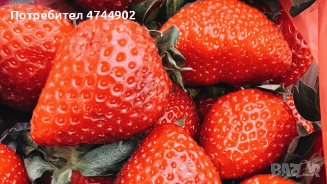 Prodavam razsad qgodi celogodishen sort Сийскейп