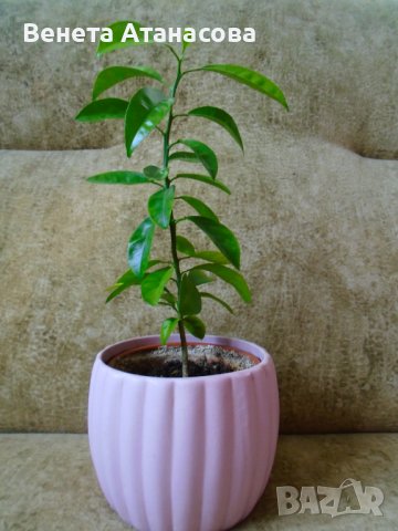 Младо мандариново дръвче в керамична кашпа, снимка 4 - Стайни растения - 39292863