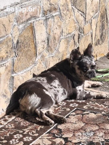 Флъфи френски булдог мерле женско , снимка 6 - Френски булдог - 51387112