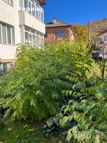 Дръвчета Еводия, снимка 10 - Градински цветя и растения - 38545756