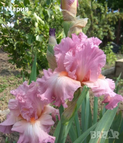 Сортови вискоки ириси /брадати ириси/обикновенни ириси, снимка 9 - Градински цветя и растения - 50578301