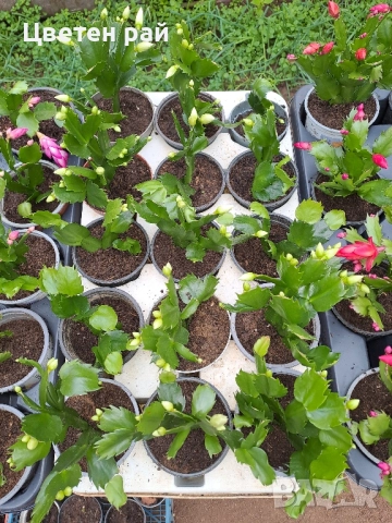 Три цвята коледниче бяло,розово и червено , снимка 2 - Стайни растения - 51951986