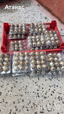 яйца от пъдпъдъци, снимка 5 - За птици - 52505334