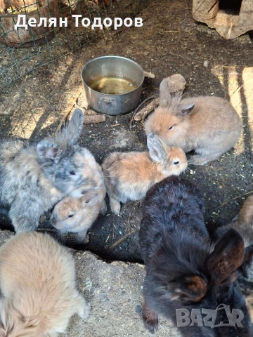 Мини зайчета , снимка 4 - Декоративни зайчета - 52875600