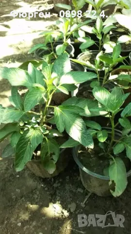  Пепино - Пъпешово дърво СЕЗОННА РАЗПРОДАЖБА !!!, снимка 4 - Разсади - 50425707