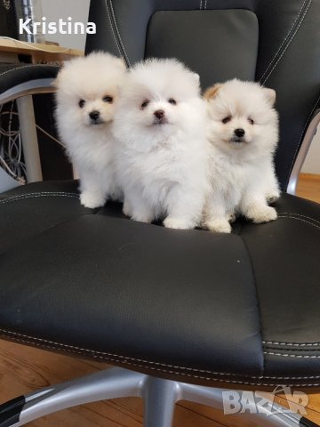 Померан померани померанчета, снимка 4 - Померан - 43700649