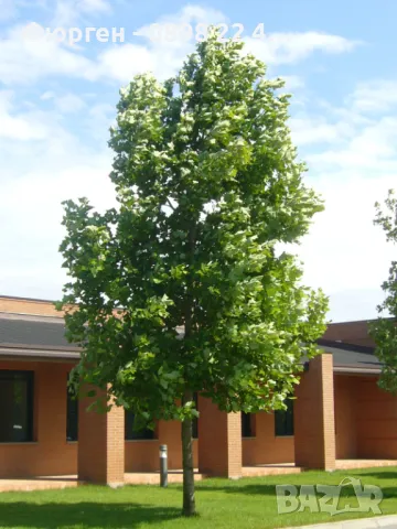 Лирово дърво (Liriodendron), снимка 2 - Разсади - 49395150