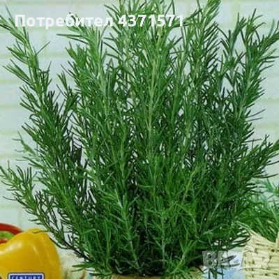 Пресен дафинов лист и сушени дафинови листа Лавър Дафина Розмарин - листа и семена, снимка 10 - Други - 48974659