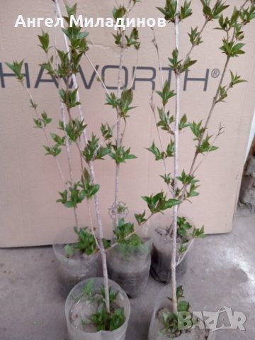 Декоративен храст- Вайгела, снимка 6 - Градински цветя и растения - 40414600