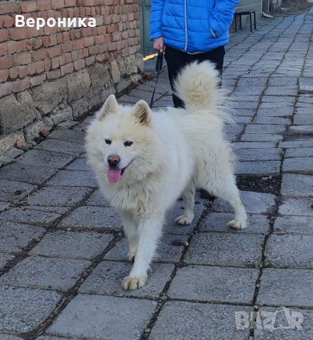 Самоеди: Продава кучета порода Самоед - обяви на ТОП цени — Bazar.bg