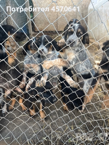 Подарявам малки кученца Епаньол Бретон , снимка 7 - Други - 51468131