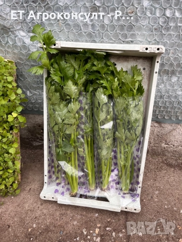 Дръжкова Целина / Селъри сорт Tango