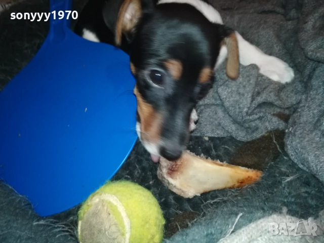 ДЖАК РЪСЕЛ ТЕРИЕР-ЖЕНСКО 0811251601, снимка 6 - Джак ръсел териер - 52343205