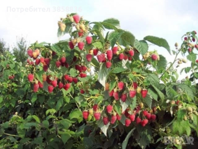 🍓 Качествен разсад ягоди и малини – засади днес, береш утре! 🌱, снимка 8 - Разсади - 53583916
