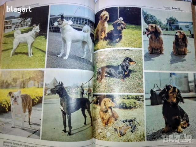 "Енциклопедия на кучето"-Германия, снимка 8 - Специализирана литература - 33458448