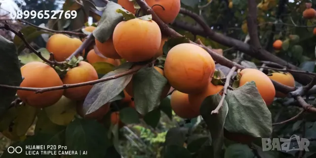 Райска ябълка без танин,, Джиро,, 