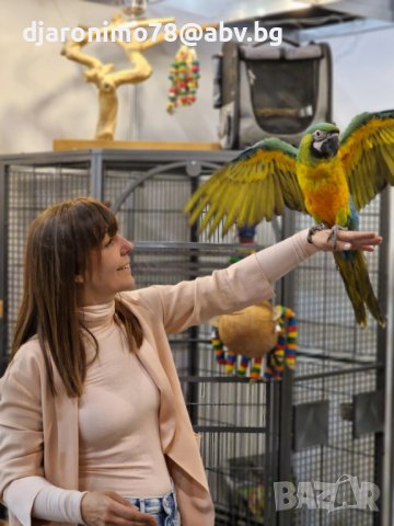 Милиголд ара, хибрид, снимка 1