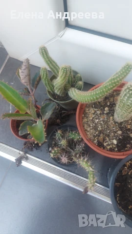 Микс от кактуси и живораждащо каланхое, снимка 2 - Градински цветя и растения - 51041896