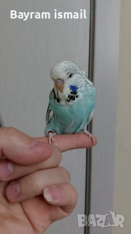 Ръчно хранен социален изложбен вълнист папагал   ръчно хранени, снимка 13 - Папагали - 42675098