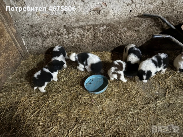 Българско овчарско куче, снимка 5 - Други - 53418591