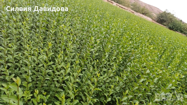 0.70 лв Лигуструм на корен, снимка 11 - Градински цветя и растения - 52023071