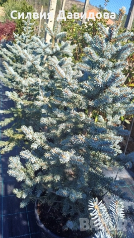 Сребрист смърч , снимка 9 - Градински цветя и растения - 52500093