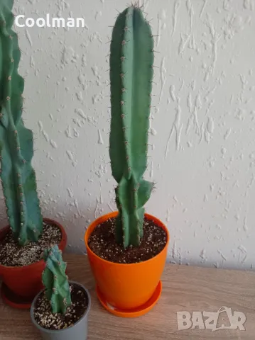 Кактуси Cereus , снимка 3 - Стайни растения - 42663589
