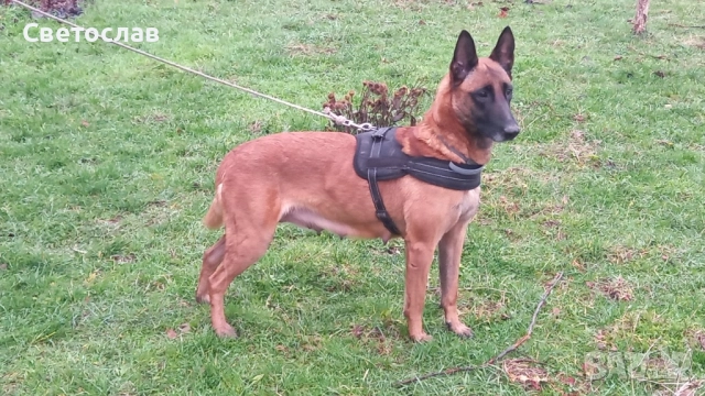 Подарявам кученца - белгийска овчарка (Малиноа) микс, снимка 7 - Белгийска овчарка - 52817804