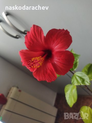 Китайски рози цвят червен празен фуния, снимка 2 - Стайни растения - 34949038
