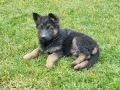 малки немски овчарки, снимка 14