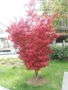 Японски клен - Ацер Студоустойчив Налични 5 вида , снимка 2