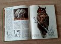 Ретро детски-енциклопедии  от80-те години, 3броя за33лв, снимка 12