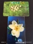 Две фонокарти серия ЦВЕТЯ ОРХИДЕЯ редки за КОЛЕКЦИЯ ДЕКОРАЦИЯ 48658, снимка 1