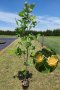 Liriodendron tulipifera (Ликвидамбър Лирово дърво), снимка 3