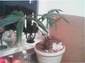 Студоустоичива   палма   ., снимка 1 - Стайни растения - 44900081