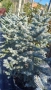 Сребрист смърч , снимка 9