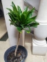 Драцена компакта, снимка 2