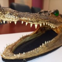 Автентична глава алигатор/крокодил, снимка 3 - Други - 28720246