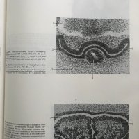 Эмбриология человека Атлас - Л. И. Фалин, снимка 11 - Специализирана литература - 35205923