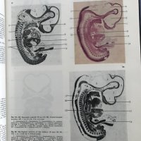 Эмбриология человека Атлас - Л. И. Фалин, снимка 7 - Специализирана литература - 35205923