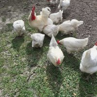 Бяло брезе -оплодени яйца , снимка 8 - Кокошки и пуйки - 28217464