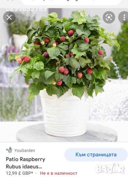 малина, сладко слънце (джудже)Rubus idaeus Sweet Sunshine. , снимка 1