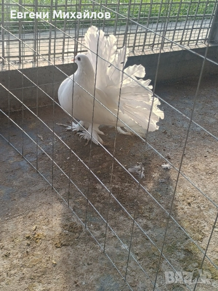 Фенерлии, снимка 1