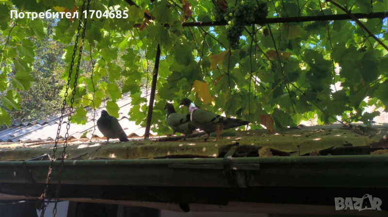 Продавам гълъби, снимка 1