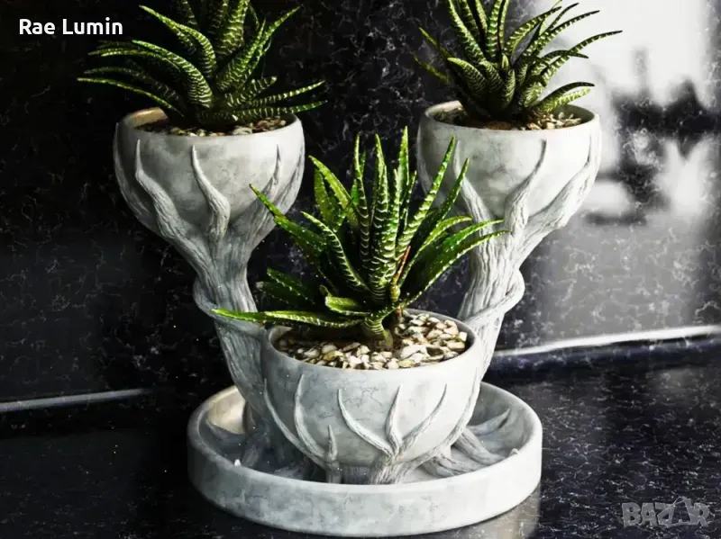 Кашпа – Триумф на Корените, снимка 1