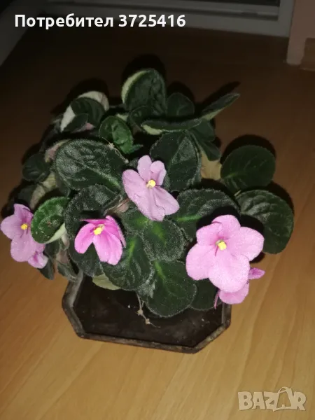 Стайни цветя теменужки, снимка 1