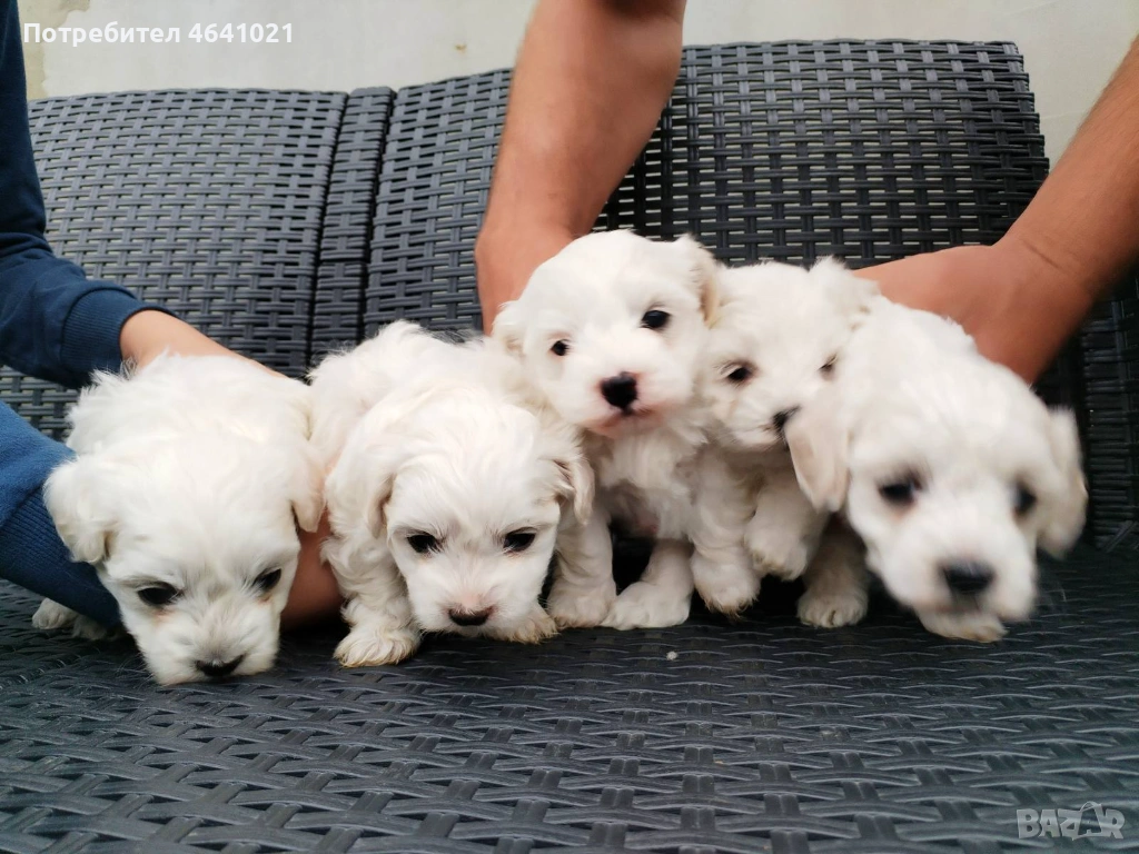 Мини малтийски болонки, снимка 1