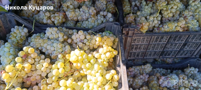 Грозде за продажба - букет, снимка 1