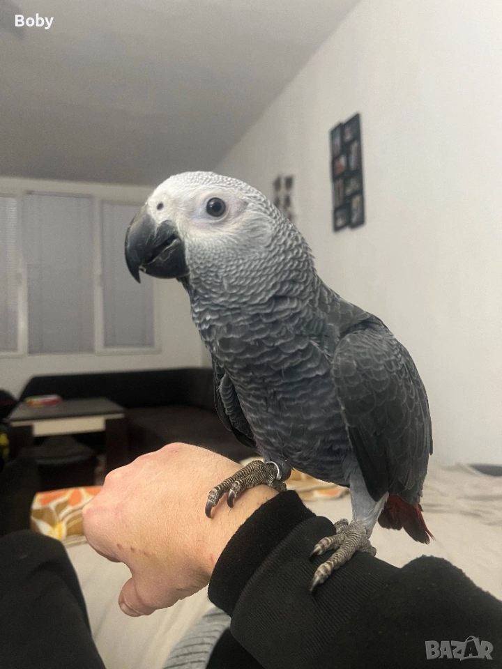 Продавам мъжко Кралско Жако, снимка 1