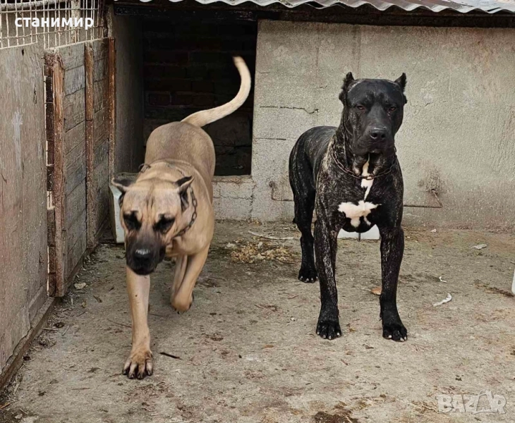 Преса Канарио / Дого Канарио , снимка 1